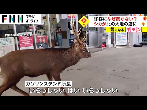 珍客になぜ驚かない?　シカが北の大地の店に　北海道・羅臼町