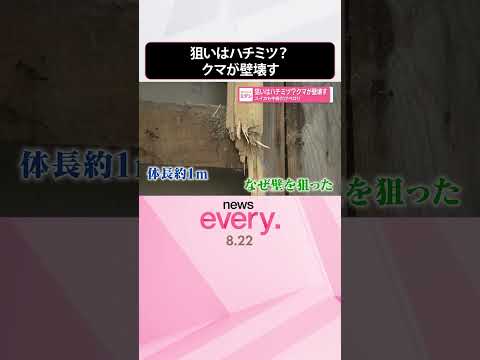 【狙いはハチミツ？】クマが壁壊す スイカも中身だけペロリ #shorts