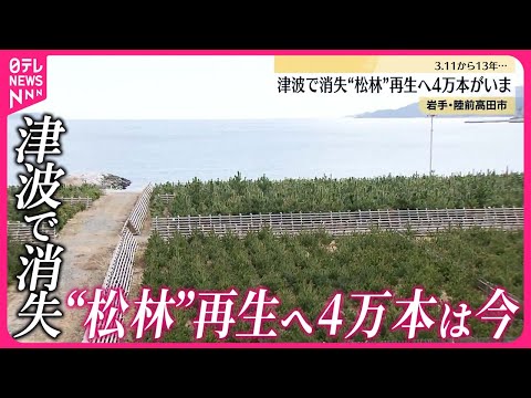 【東日本大震災から13年】“松林”再生へ4万本は今 岩手・陸前高田市