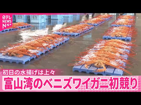 【初競り】富山湾のベニズワイガニ 初日の水揚げは上々