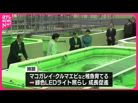 【天皇皇后両陛下】大分県を訪問 種苗生産施設を視察、稚魚育てる水槽で餌やりも