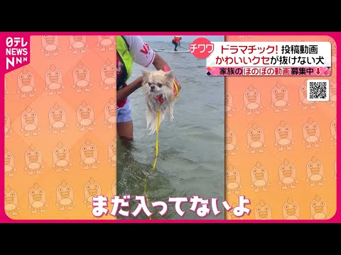 【投稿動画】水を前にしたチワワの&quot;かわいい&quot;クセ『every.特集』