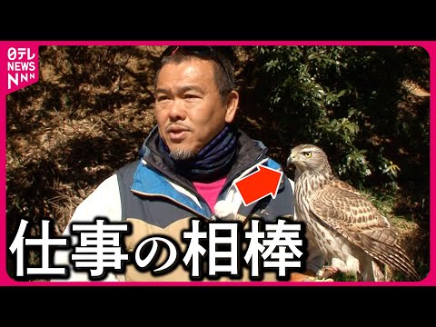 【依頼殺到】迷惑カラスを撃退!鷹匠の仕事＆大人が盛り上がる運動会をプロデュース「運動会屋」とは?『every.特集』