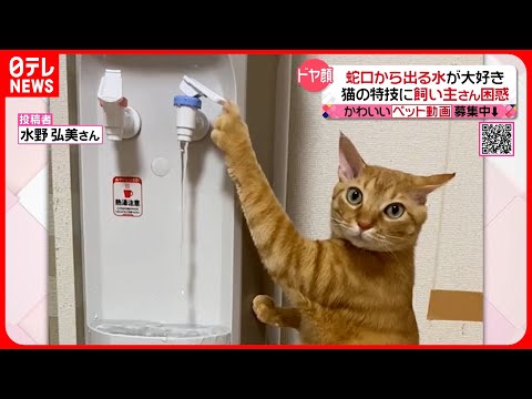 【投稿動画】ドヤ顔で… 床はびしゃびしゃ 水出しっ放し猫『every.特集』