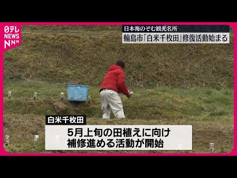 【白米千枚田】修復活動始まる 石川・輪島市