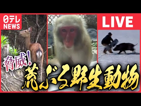 【ライブ】『荒ぶる野生動物ニュース』サルの&quot;大群&quot;20匹以上 ”我が物顔”で民家や道路に/スノーボーダーにイノシシ突撃 立て続けに2人に”攻撃”/住宅街に野生のシカなど（日テレNEWS LIVE）