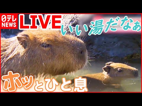 【抱きしめたい！動物ライブ】冬の風物詩「カピバラの露天風呂」始まる /三つ子の赤ちゃんチーター　顔の特徴も既にクッキリ/トイプードルの仲良し兄妹　動物ニュースまとめ（日テレNEWS LIVE）