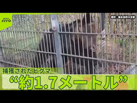 【北海道でヒグマ捕獲】市街地歩いていたか　東北中心に各地でクマ目撃情報　出没のワケは？