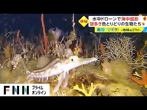 水中ドローンで海中撮影　謎多き色とりどりの生物たち