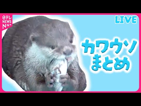 【カワウソまとめ】3姉妹のパパはイクメン！？命名までの18日間 / コツメカワウソ絶滅の危機「世界カワウソの日」 / コツメカワウソのにおいは…？　など（日テレNEWS LIVE）