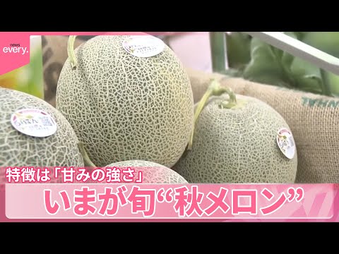 【いまが旬】“秋メロン” 特徴は「甘みの強さ」 北海道物産展や食べ放題で注目