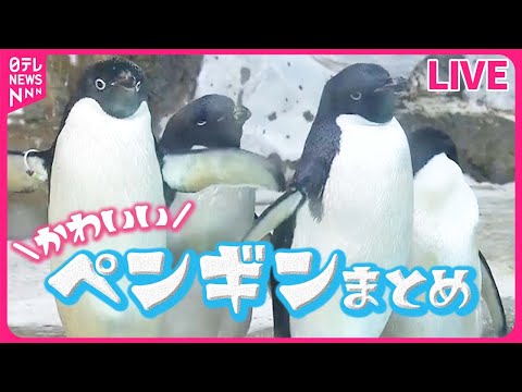 【ペンギンまとめ】“パタパタ” 追いかけていたのは…ペンギン２匹が謎の行動 / 【ペンギン】客の移動に合わせ… 仲間と勘違い？ / 赤ちゃんペンギンと飼育員が攻防　など（日テレニュース LIVE）