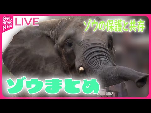 【ゾウまとめ】沼にはまったゾウの危機…救出に「ショベルカー」 / 4月19日は「飼育の日」 / タイの観光名物「ゾウ乗り」中止も…（日テレNEWS LIVE）