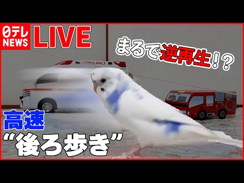 【動物ライブ】赤ちゃんペンギンと飼育員が攻防 / 猫パンチ 犬と猫の戦い/ カメにも好き嫌い？ピーマン食べて“苦悶の表情”/新宿駅構内にタヌキ　など（日テレNEWS LIVE）