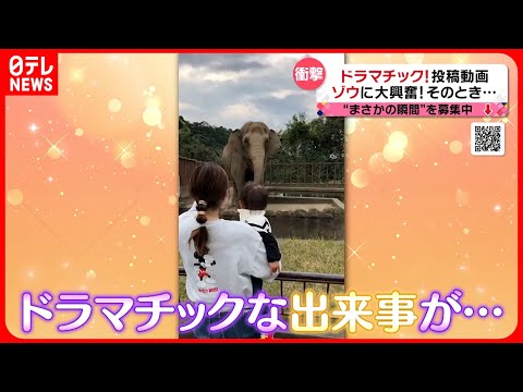 【投稿動画】象が赤ちゃんに向かって…『every.特集』