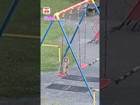 【左手のないサル】ブランコやすべり台でまったり時間　神奈川･茅ヶ崎市の公園で　視聴者は見た！ #shorts