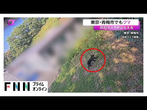 東京・青梅市でもクマ出没…「ものすごく力強い走り方」ツキノワグマの姿を防犯カメラが捉える