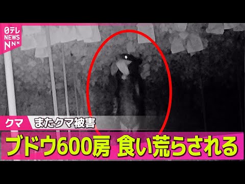 【クマ】ブドウ600房　食い荒らされる　またクマ被害 / クマが“高級ブドウ”食い荒らす一晩で約50房── ニュースライブ（日テレNEWS LIVE）