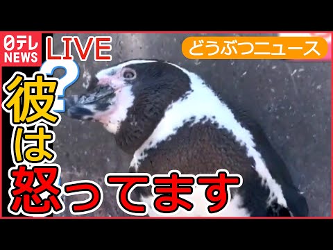 【動物ライブ】首をかしげるペンギン/ 愛車で転倒 ハムスター/ 「はしゃぎ過ぎ」のカニ/ 太りすぎたクマ侵入 など 動物ニュースまとめ（日テレNEWS LIVE）