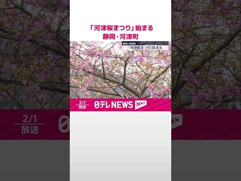 【一足早い春の訪れ】「河津桜まつり」始まる 静岡・河津町 #shorts