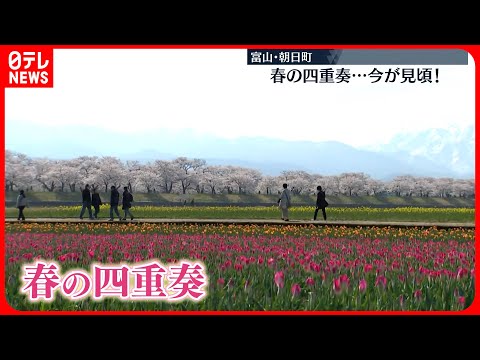 【春の四重奏】桜・チューリップ・菜の花・雪山が見頃 富山・朝日町