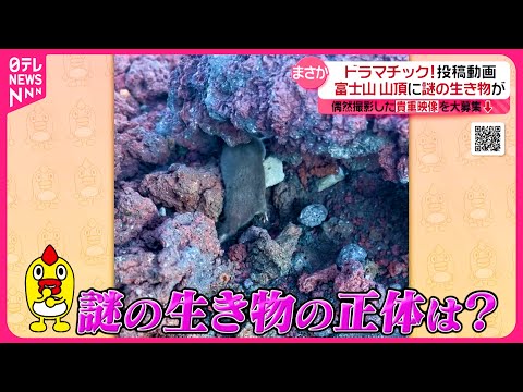 【投稿動画】過酷な富士山の山頂に現れた生き物…その正体は！？『every.特集』