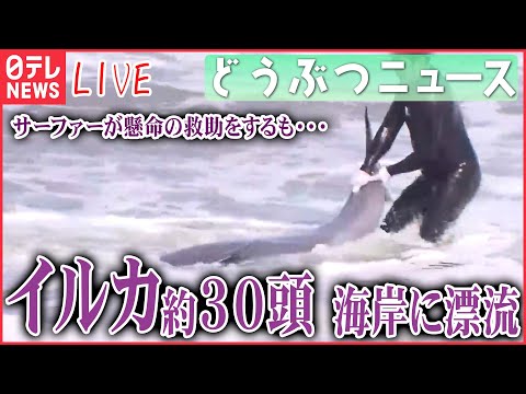 【どうぶつニュースライブ】イルカ約30頭 千葉の海岸に /海岸を埋め尽くすイワシ/リュウグウノツカイ イカ漁の網に2匹/「ザトウクジラ」なぜ東京湾で目撃？など漂流生物まとめ（日テレNEWS LIVE）