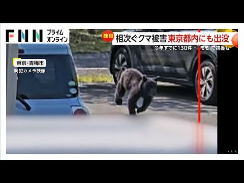 相次ぐクマ被害…ついに都内にも出没！青梅市の駐車場を小走りに駆け抜ける「子グマ」　都内ですでに目撃情報130件