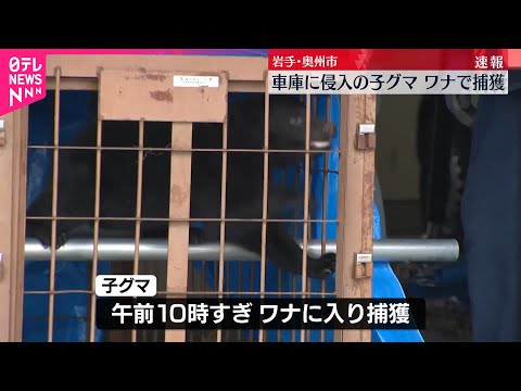 【速報】居座っていた子グマ1頭捕獲される 20日事務所の車庫に侵入 岩手・奥州市