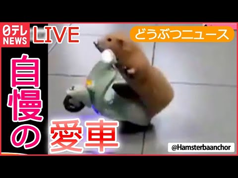 【動物ライブ】愛車が転倒 ハムスター/ インコがまさかの“後ろ歩き”/赤ちゃんライオン誕生/トイプードルの仲良し兄妹 　など　動物ニュースまとめ（日テレNEWS LIVE）