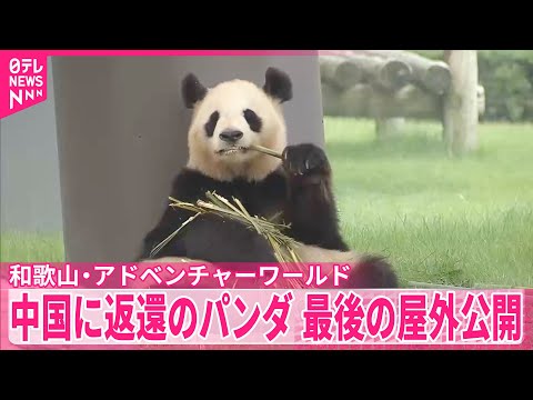 【中国に返還のパンダ】最後の屋外公開 和歌山・アドベンチャーワールド
