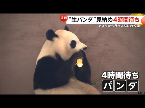 「生きてる姿が見られれば大満足」“生パンダ”見納めに4時間待ち！和歌山・アドベンチャーワールドのパンダ4頭が来月中国に返還へ