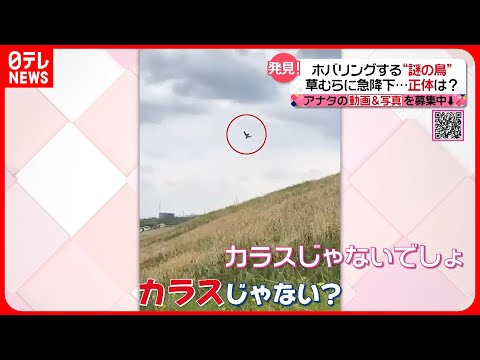 【投稿動画】ホバリングして急降下!? その正体は？『every.特集』