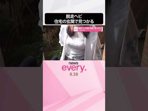 【脱走ヘビ】住宅の玄関で見つかる 「でかいな」 #shorts