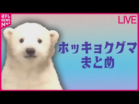 【ホッキョクグマまとめ】８頭を産み育てた“スーパーお母さん”！ 絶滅の危機…ホッキョクグマ「ララ」の子育て物語 　など ──ニュースまとめライブ（日テレNEWS LIVE）