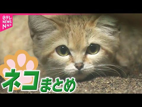 【ネコまとめ】動かぬ“かわいい”証拠で犯人確保？/ 命がけの大ジャンプ/ リアル招き猫？/段ボールの上に“ネコの生首”！？ など　──ニュースライブ（日テレNEWS LIVE）