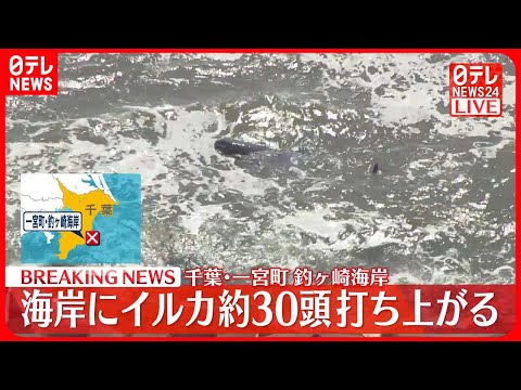 【速報】イルカおよそ30頭が打ち上げられる…サーファー集まり海に戻すも死んだ個体も？ 千葉・一宮町