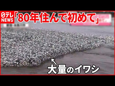 【大量のイワシ】海岸埋め尽くす 幅200メートルにわたり打ち上げられ…