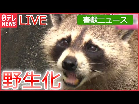 【害獣ライブ】 ペットとして持ち込まれ野生化 / 電車内に犬 駅員かまれる / カツオノエボシが大量漂着 / 都会のビーチに「サメ」/ シカが増加、作物に被害も　など（日テレNEWS LIVE）