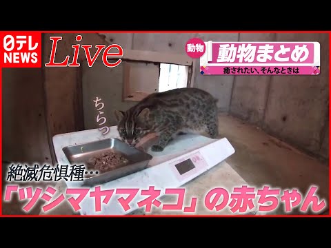 【動物ライブ】かまってほしいシバヤギ /ネコ2匹が「やばい」連発！ / 巨大熊　コードネームは『OSO18』（日テレNEWS LIVE）