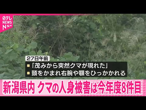 【クマの人身被害】新潟県内、今年度8件目　70代男性が頭かまれるなどケガ