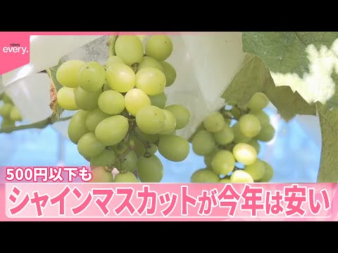 【シャインマスカット】今年は安い…500円以下も 猛暑で小粒でも甘みが凝縮