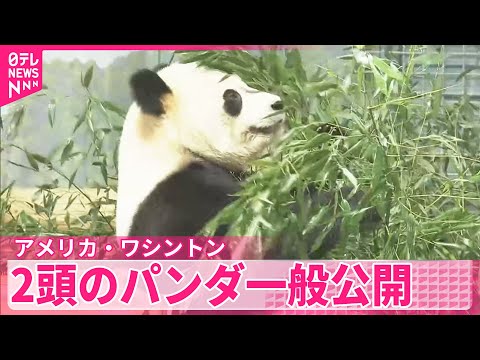 【中国が貸し出し】2頭のパンダ一般公開 アメリカ・ワシントンの動物園