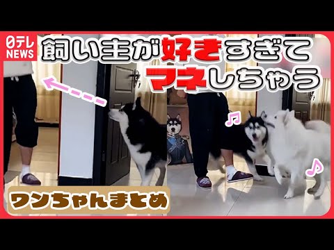 【犬のニュースでワンダフル！ライブ】「動物になりたい」本物そっくり着ぐるみ制作 / 散歩兼町の見守り&quot;わんわんパトロール隊&quot; / 犬の目にも“感動”で涙　など （日テレNEWS LIVE）