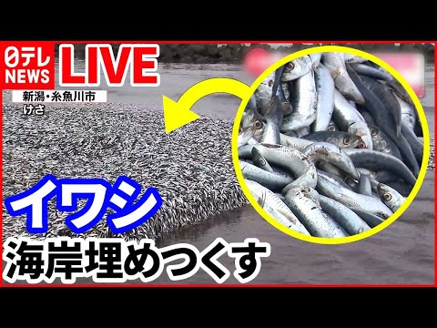 【バズニュース ライブ】 海岸埋め尽くす大量のイワシ　幅200メートルにわたり打ち上げられ…/東京都心の池に“巨大ナマズ”/保育園でも顔認証……子どもの“置き去り”対策（日テレNEWS LIVE）