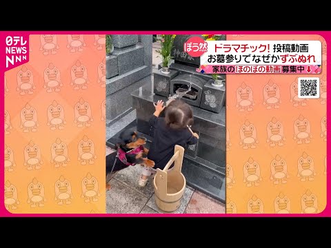 【投稿動画】お墓参り中にまさか…『every.特集』