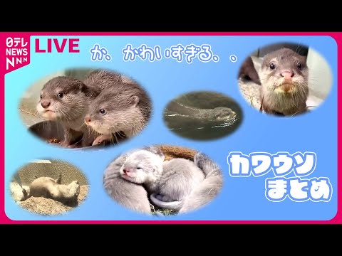 【カワウソまとめ】カワウソ3姉妹“命名”までの18日間に密着！ /「コツメカワウソ」の“ニオイ体験”が人気！？ /「世界カワウソの日」 など――どうぶつニュースライブ（日テレNEWS LIVE）