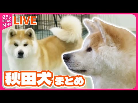 【秋田犬まとめ】外国人にも人気「日本で一番有名な犬」　生誕100年・ハチ公の「連続写真」発見/渋谷「忠犬ハチ公」ベッドの上に…　など　動物ニュースライブ（日テレNEWS LIVE）