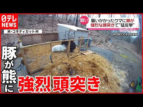 【強烈“頭突き”】クマがブタ襲撃も猛反撃に… アメリカ