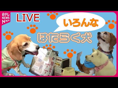 【どうぶつまとめ】『はたらく犬ニュース』レジ打ち秋田犬が“昇進”/「輸入禁止品」続々発見！“探知犬”活躍/「ヒアリ探知犬」で定着阻止へ…など――動物ニュースライブ（日テレNEWS LIVE）